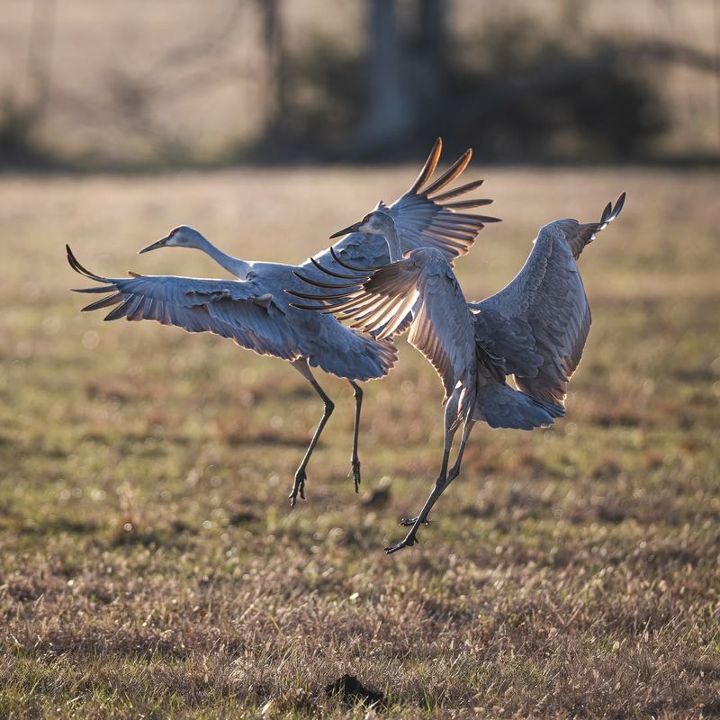Sandhill Cranes