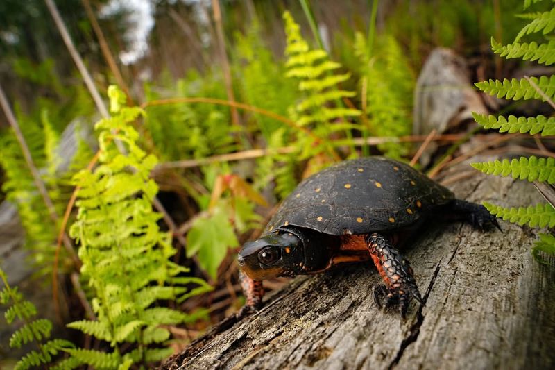Spotted Turtle