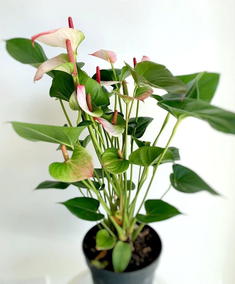 Feed With Bloom-Boosting Fertilizer