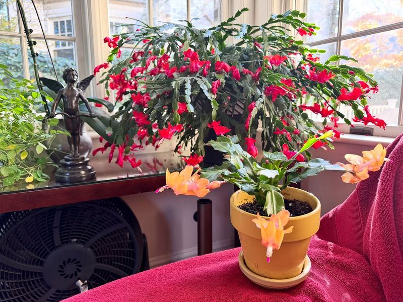 Choose the Right Potting Mix