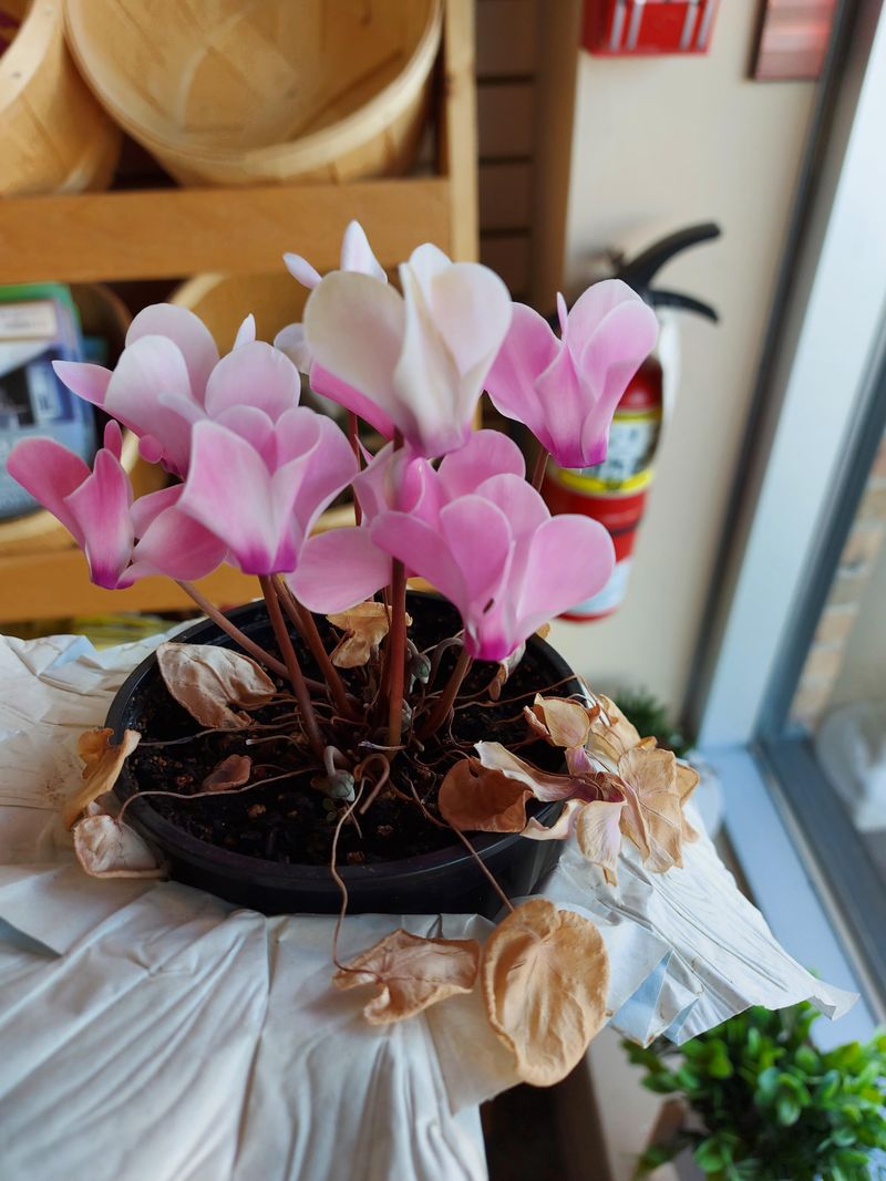 Remove Damaged Flowers And Yellow Leaves