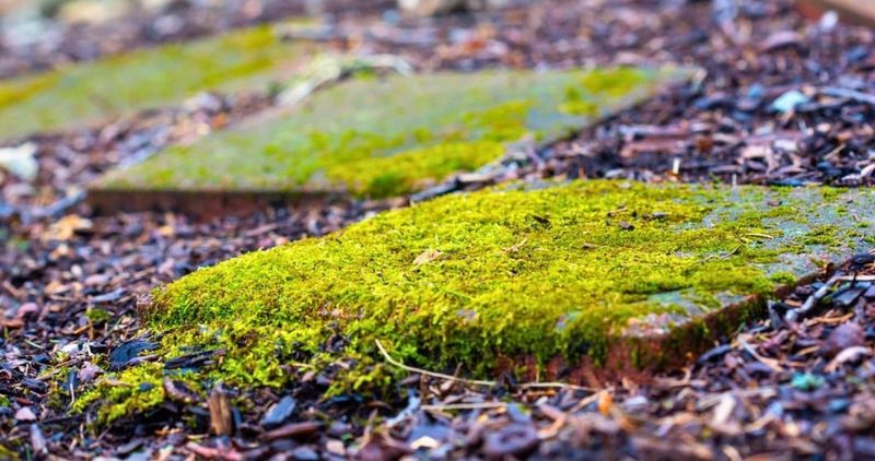 Preventing Moss Growth In Shady Areas