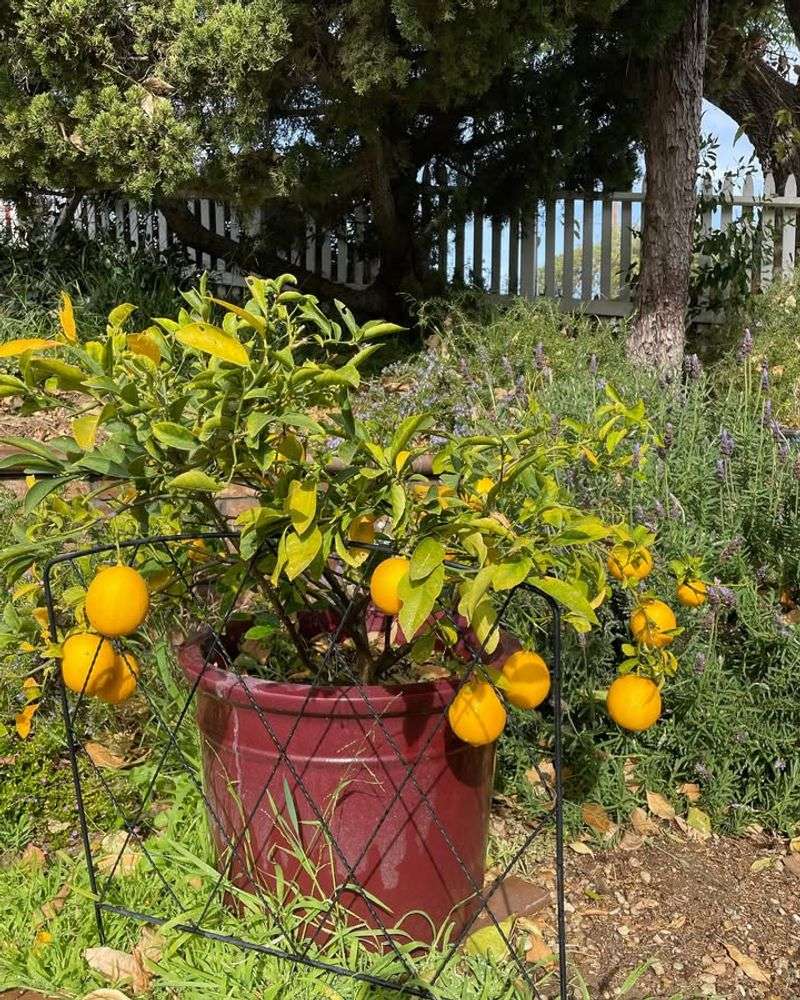 Reduces Water Stress During Dry Winters