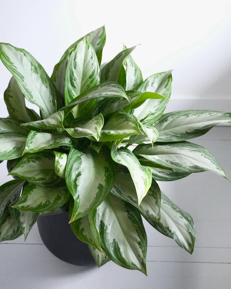 Chinese Evergreen (Aglaonema)
