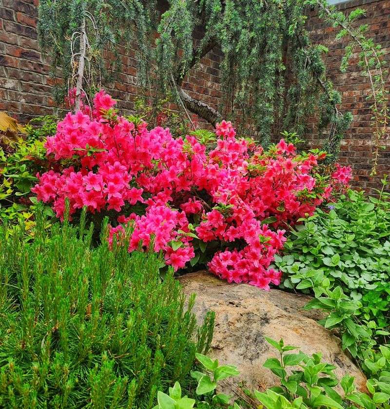 Azaleas