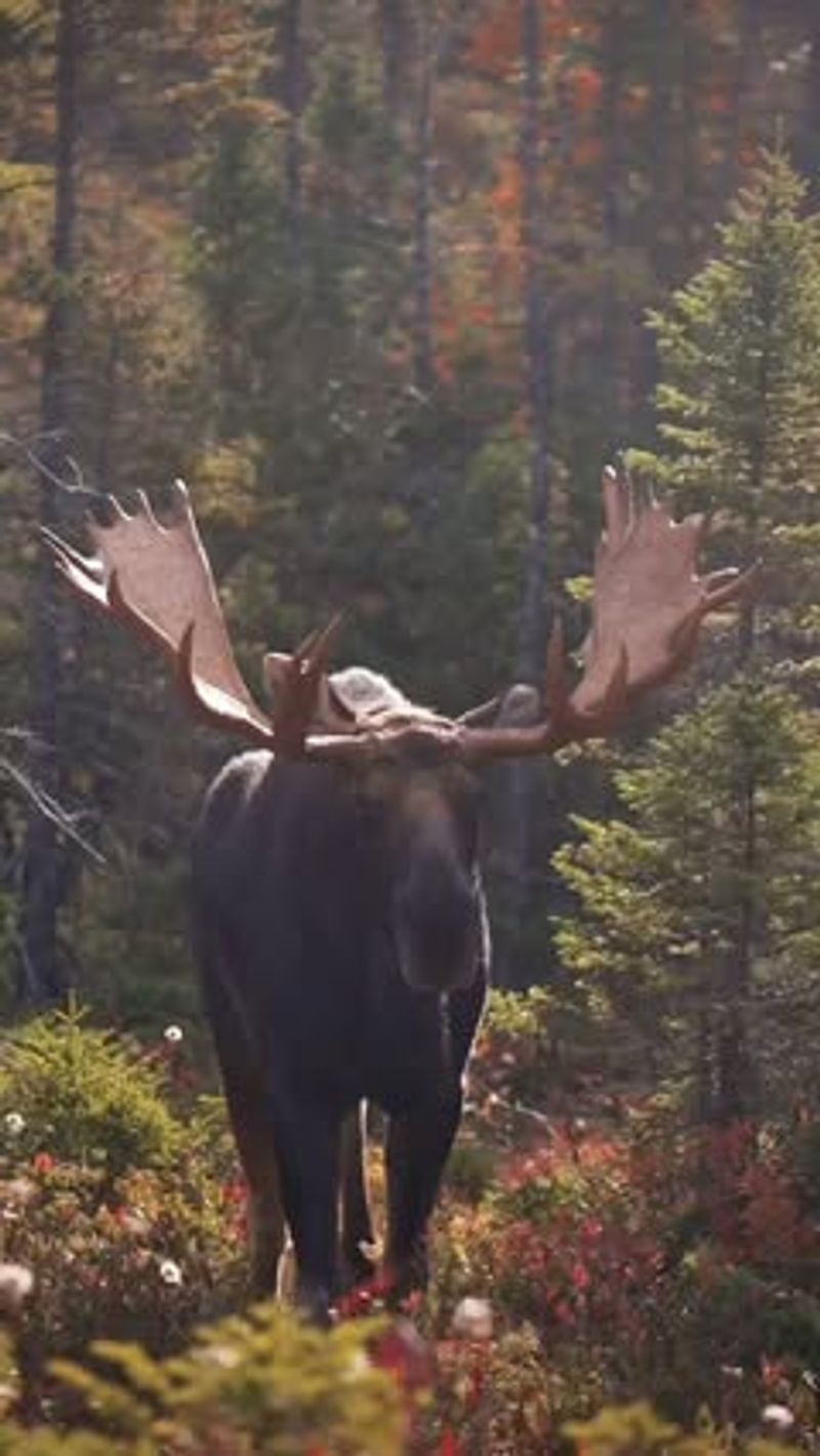 Moose