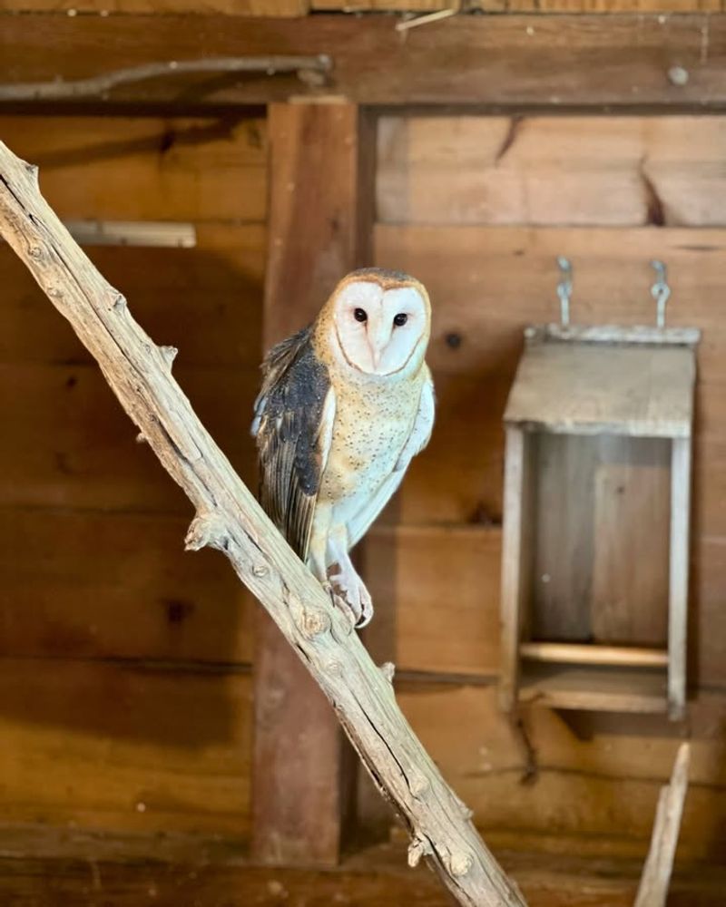 Barn Owls