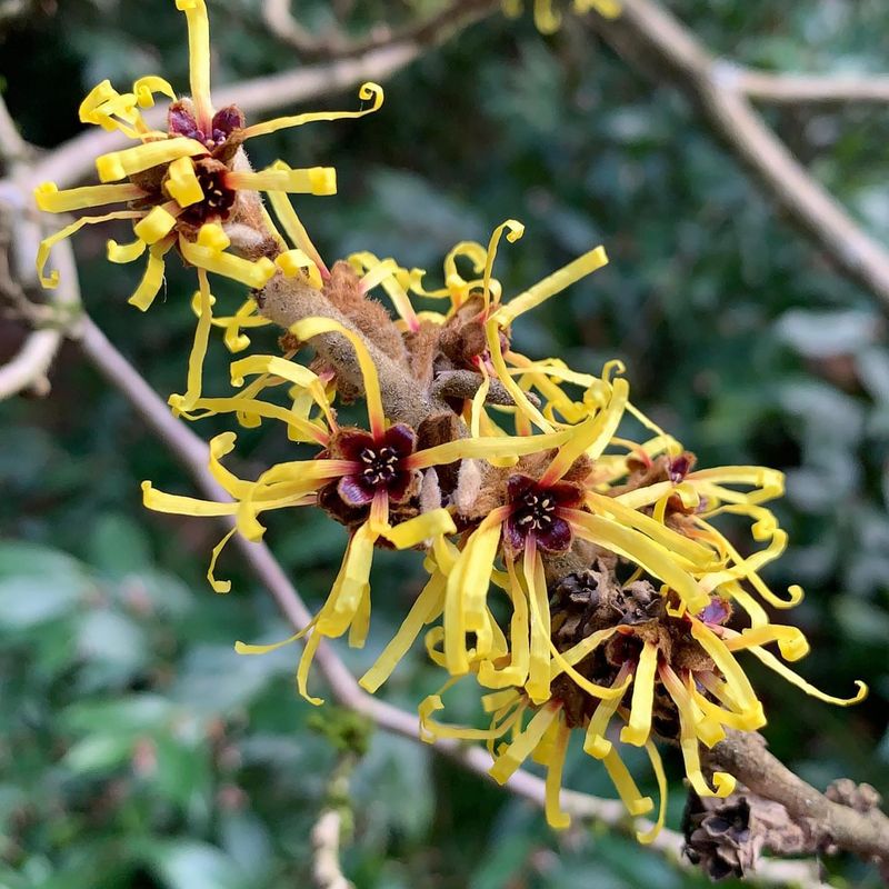 Witch Hazel