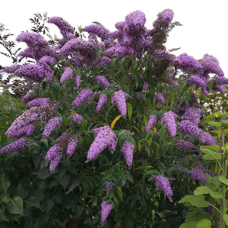 Butterfly Bush