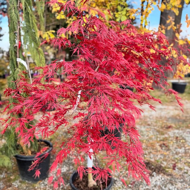 Japanese Maple