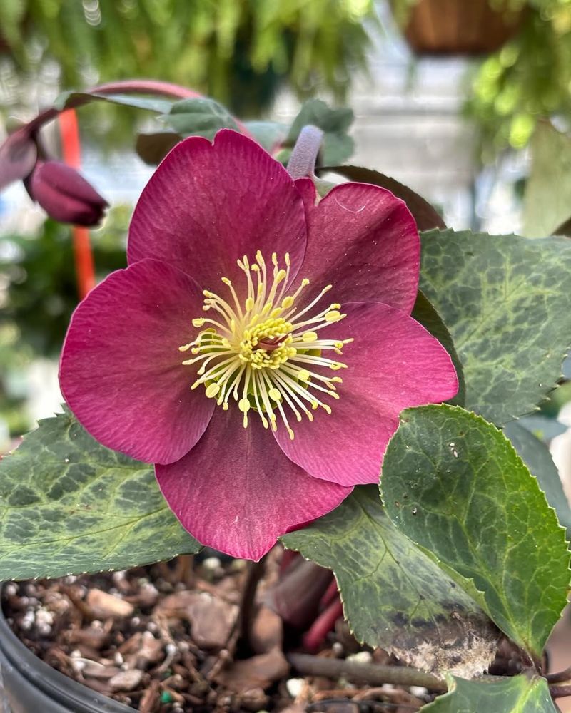 Hellebore (Helleborus)