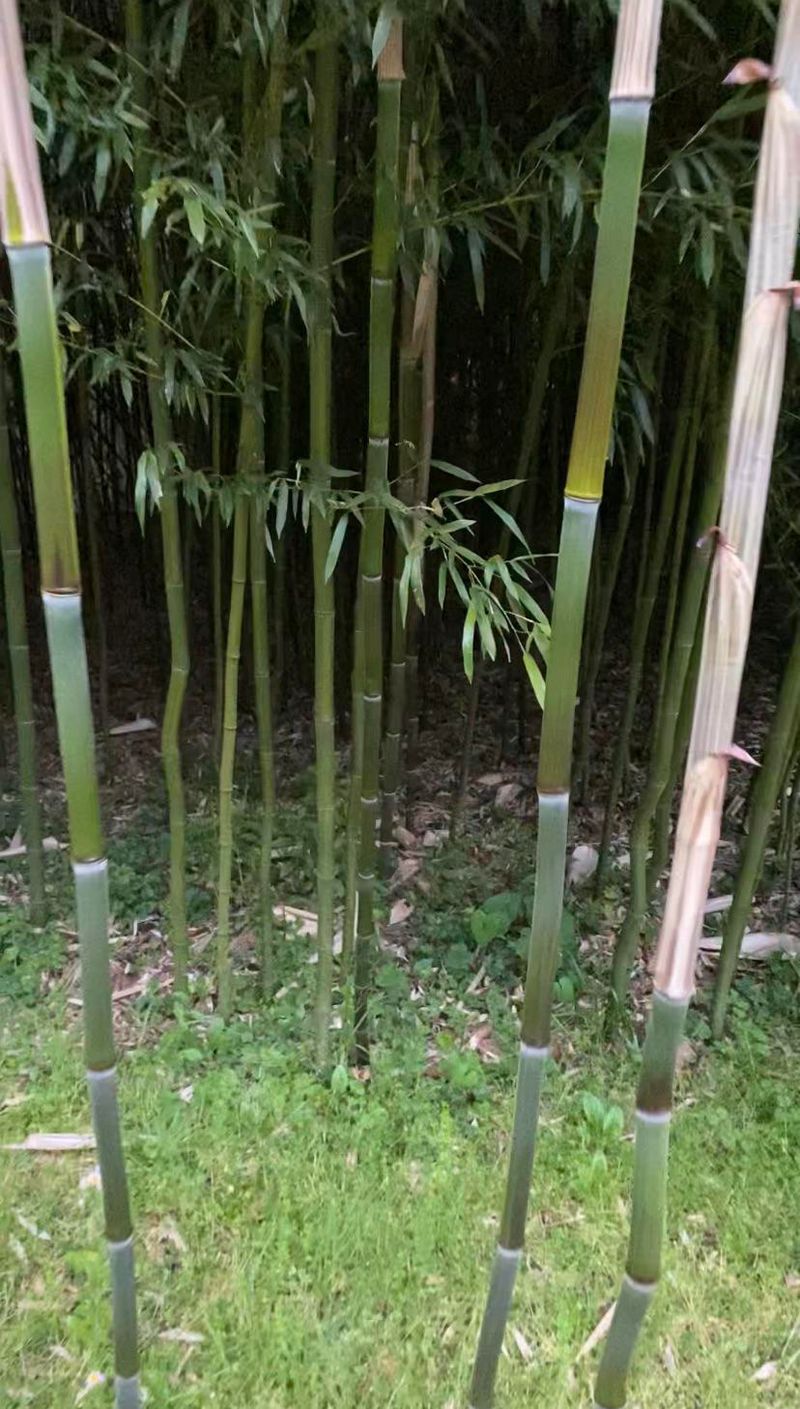 Bamboo