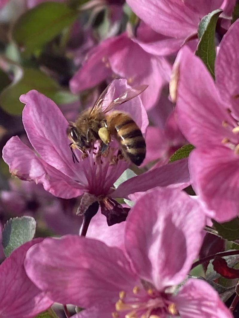 Bark Harbors Overwintering Pollinators
