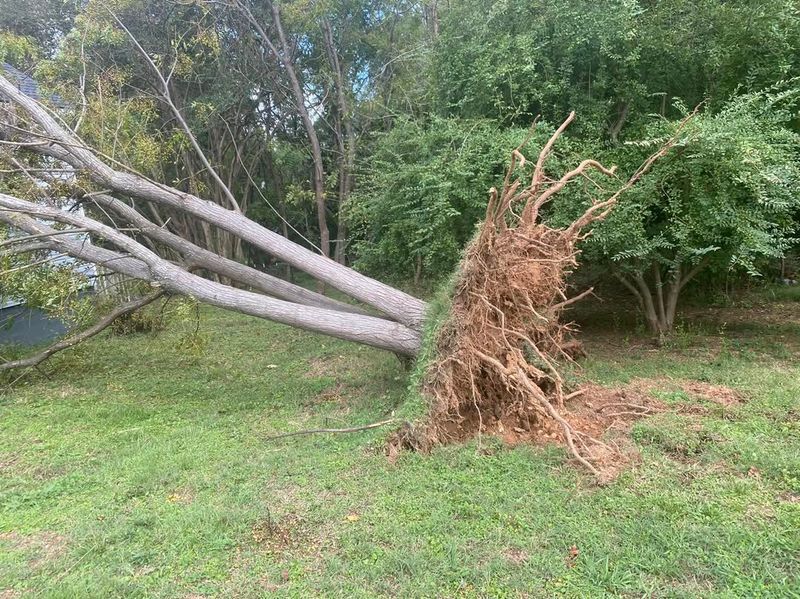Small Claims Court Handles Minor Tree Disputes