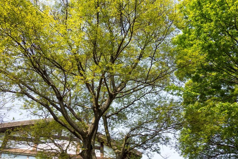 Homeowner Associations May Have Special Rules