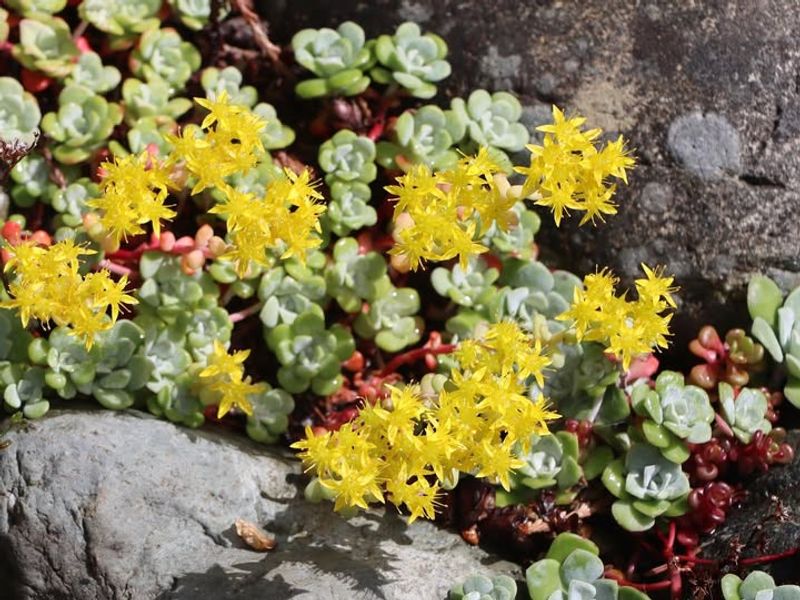Oregon Stonecrop (Sedum oreganum)