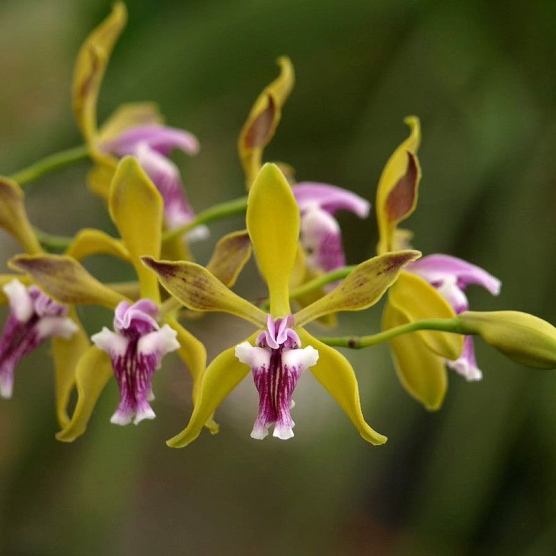 Encyclia Orchids
