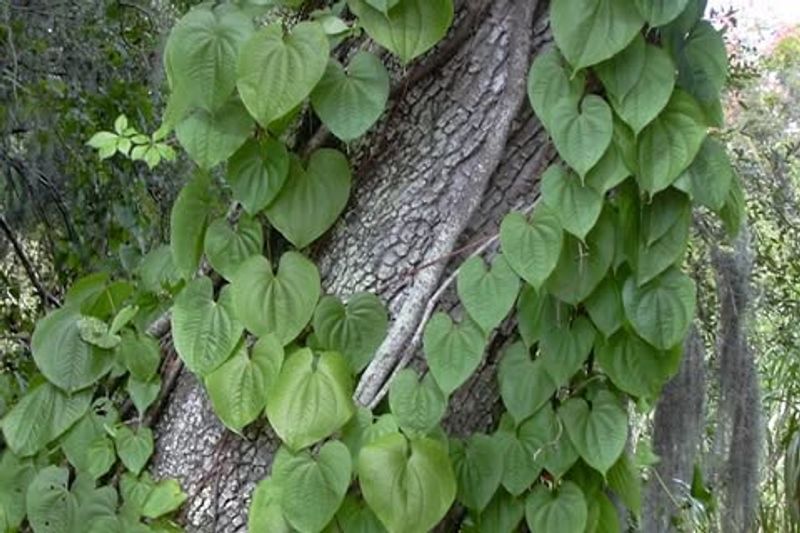 Air Potato Vine