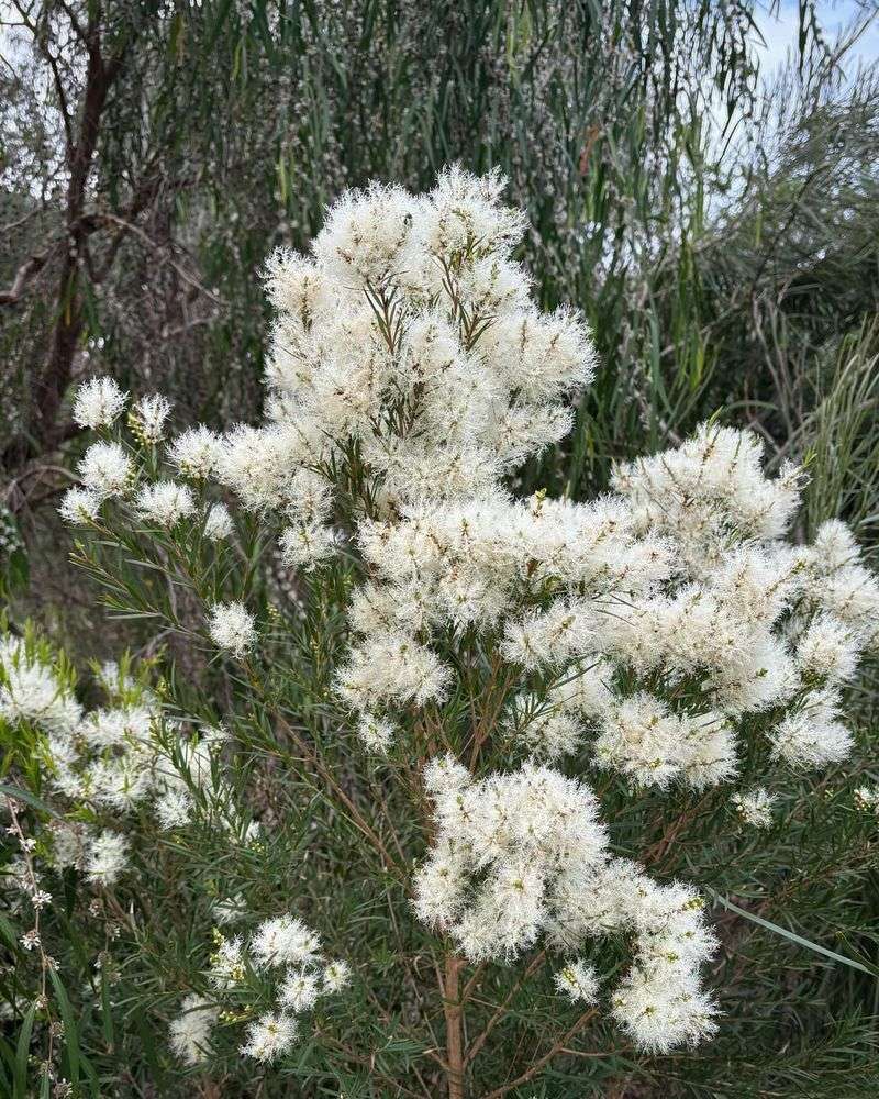Melaleuca Tree