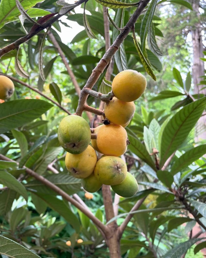Loquat Tree