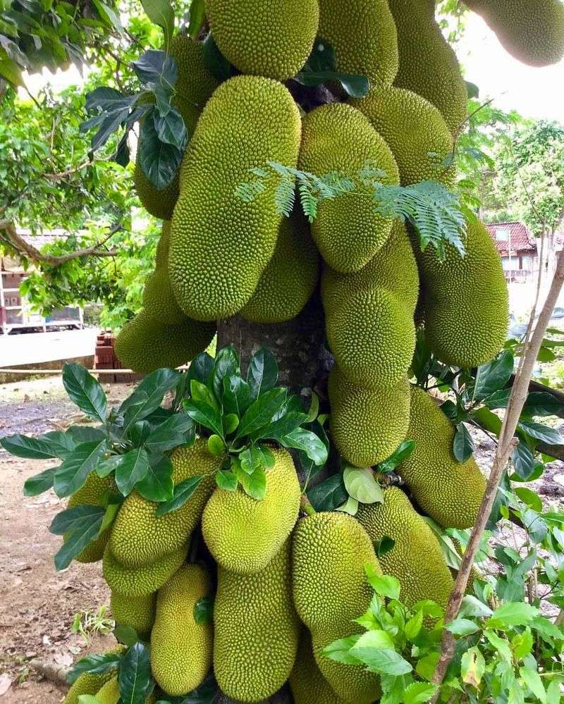 Jackfruit