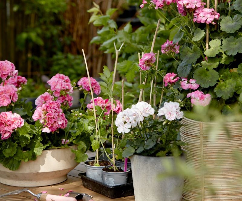 Afternoon Shade Tolerance Works With Patio Layouts