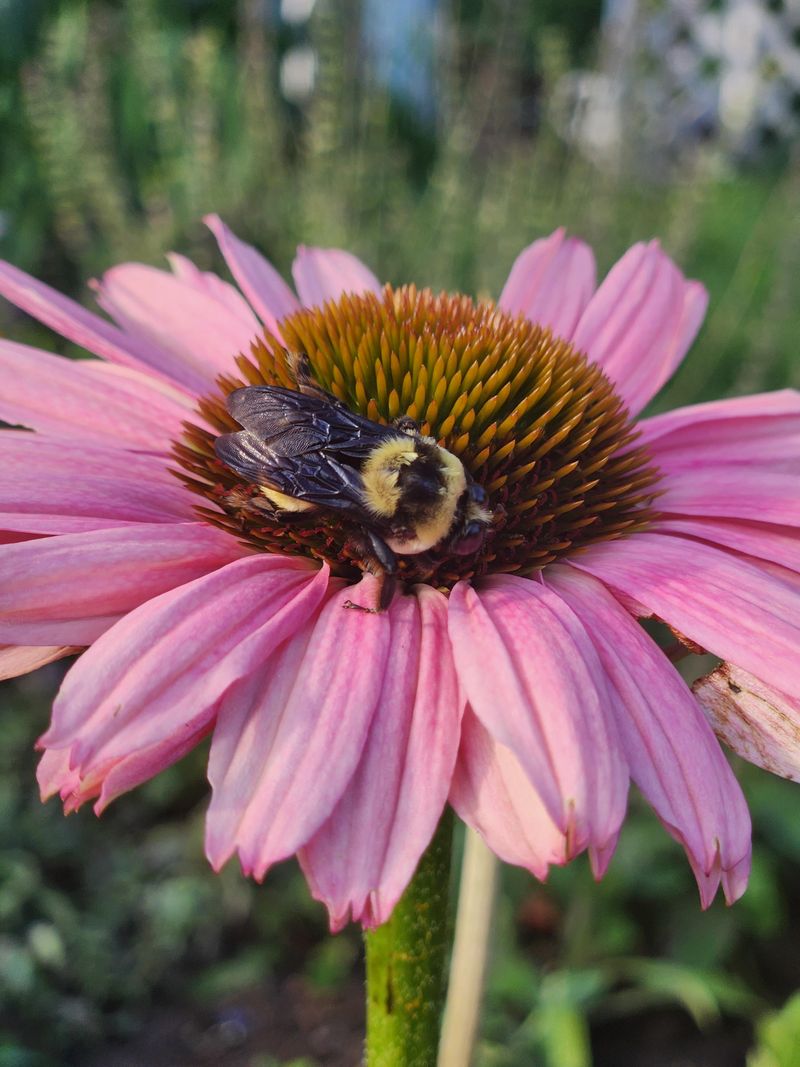 Pollen Packed With Protein