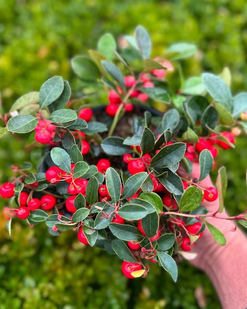 Perfect Groundcover For Shady Spots