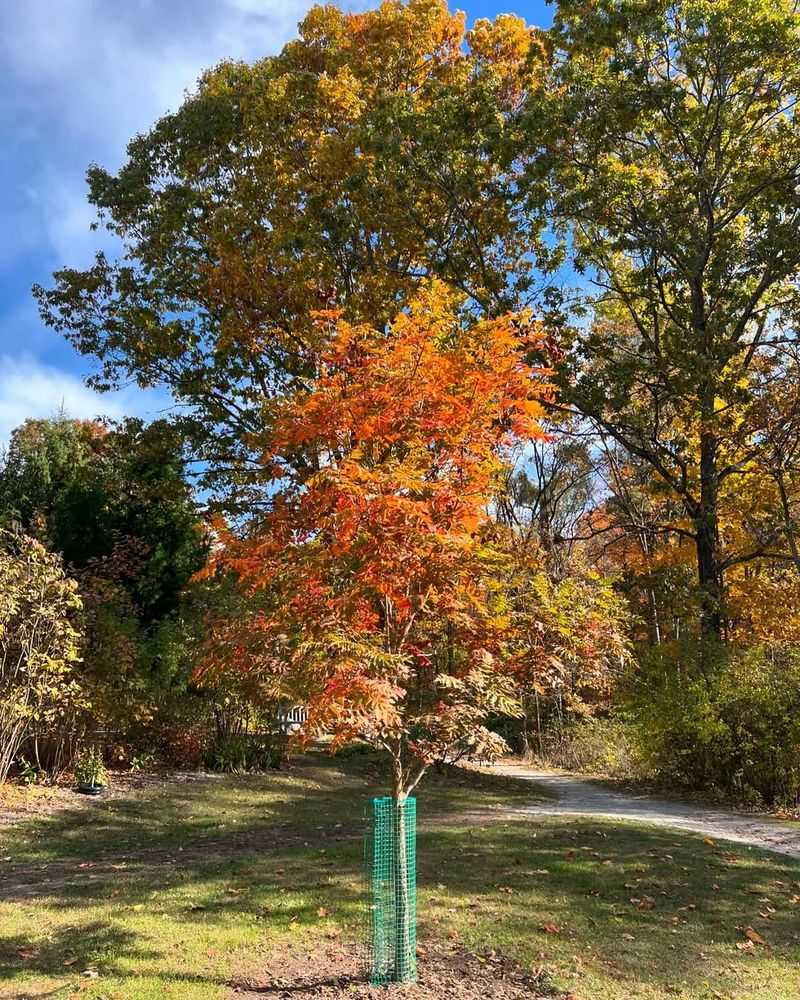 Pollen-Rich Blooms Support Bee Colony Health