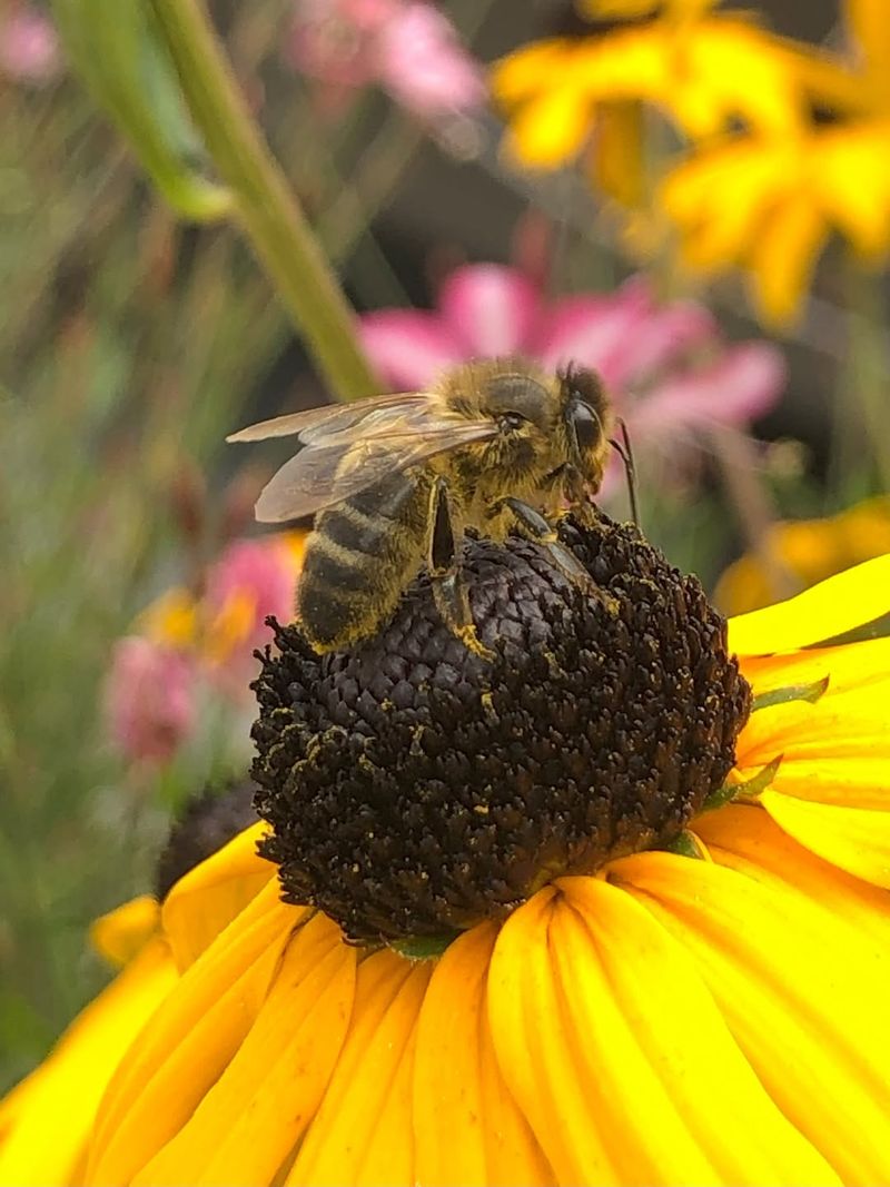 Abundant Nectar Supply Keeps Bees Coming Back