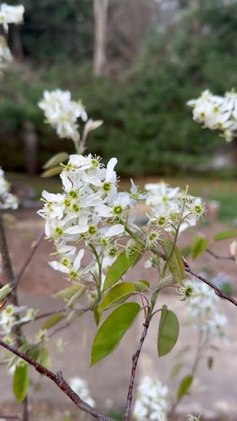 Persistent Flowers Bloom Into Early Fall