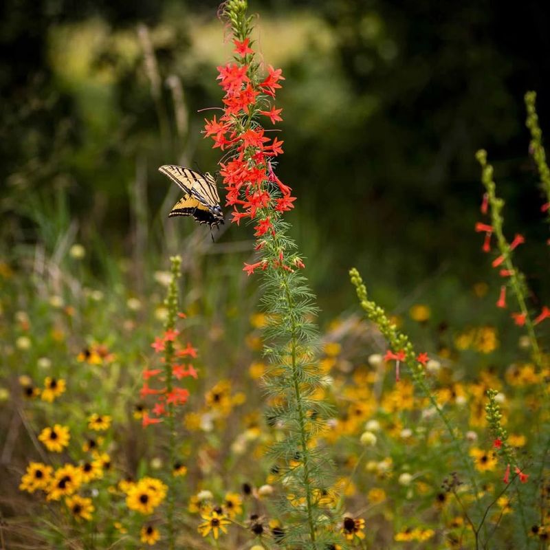 Hummingbirds Can't Resist These Tubular Treats