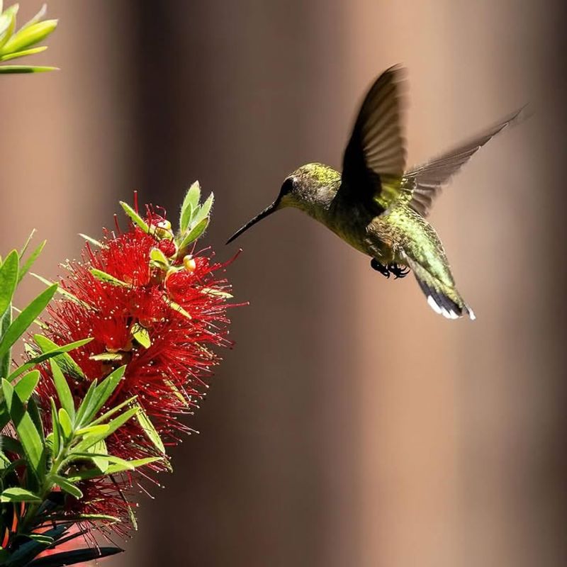 Attracts Hummingbirds And Butterflies