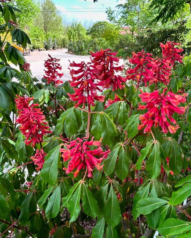 Native Plant That Knows Illinois Weather