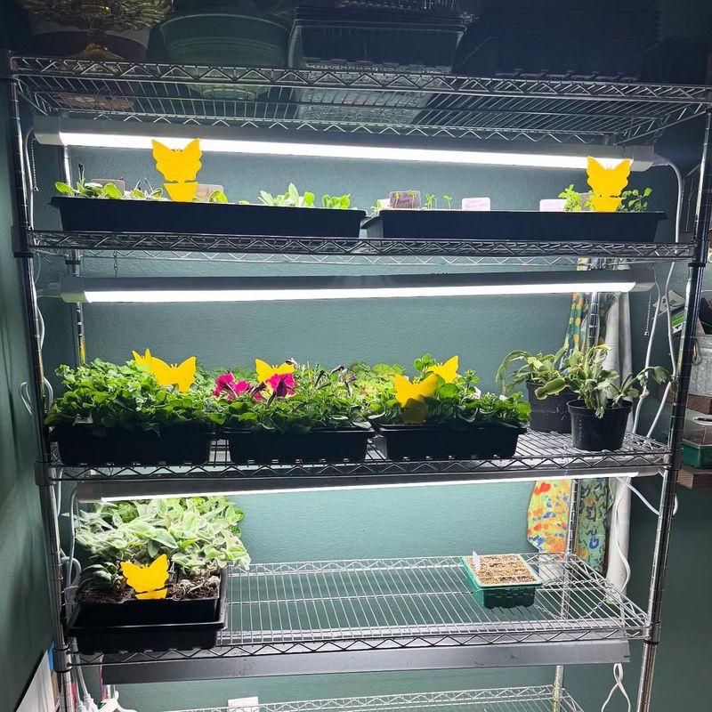 Start Seeds Under Grow Lights