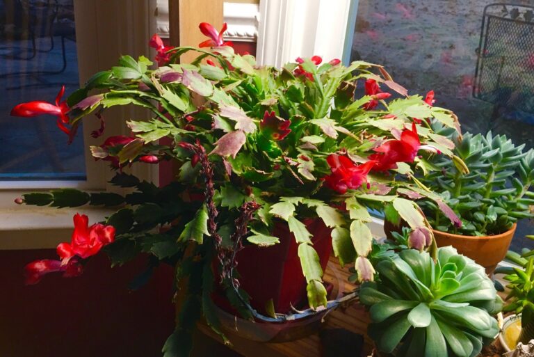 Christmas cactus (featured image)