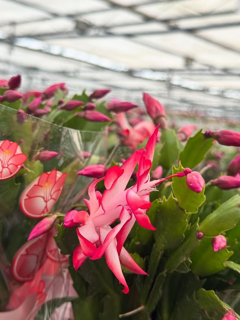 Choose The Right Location With Bright Indirect Light