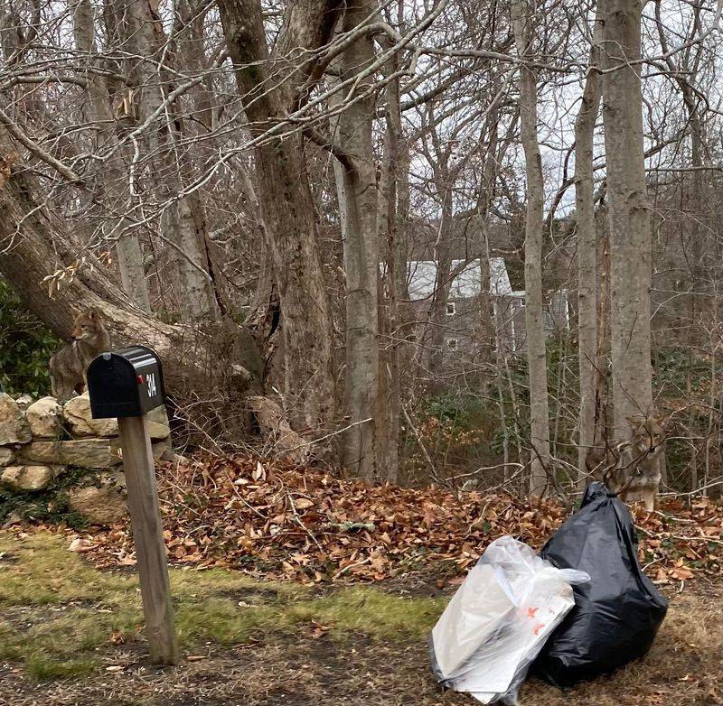 Remove Food Sources That Attract Coyotes