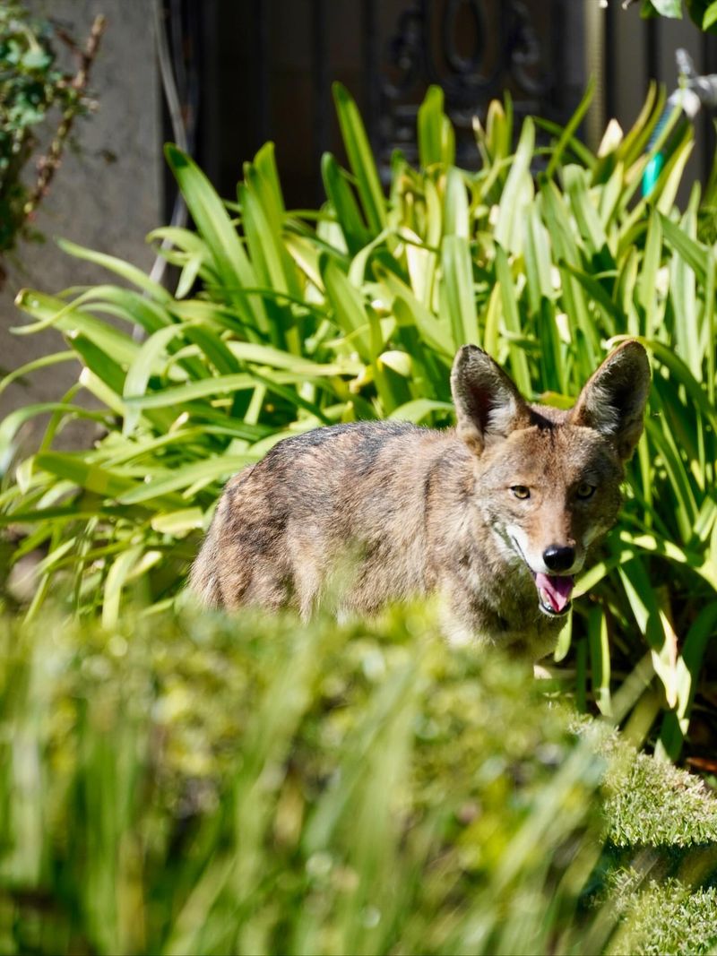 Report the Sighting to Local Wildlife Officials