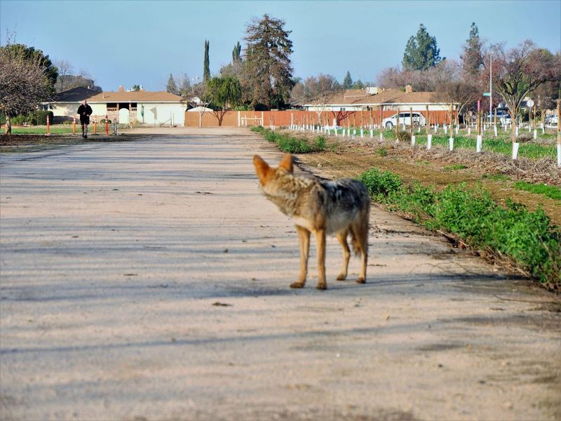 Report the Sighting to Local Wildlife Authorities