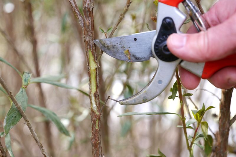 Prune Dry Branches But Wait On Major Trimming