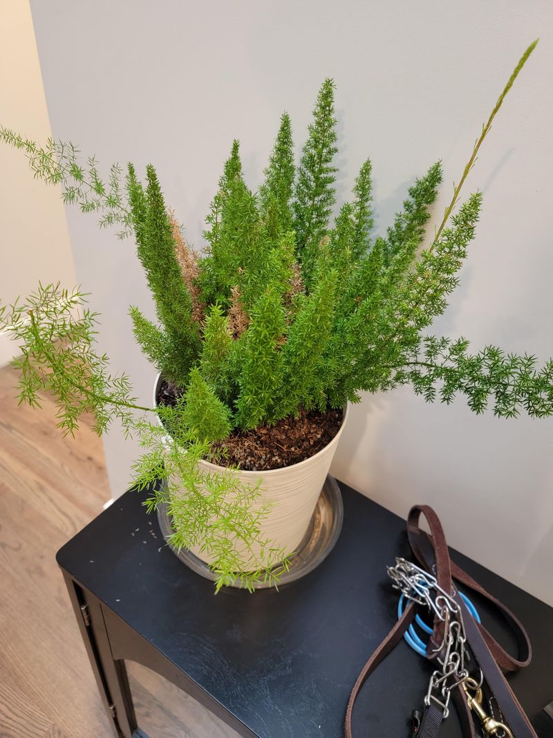 Prune Damaged Fronds After Cold Events