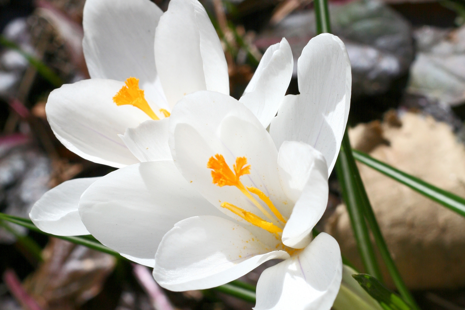 Bring Winter Color To Oregon Gardens By Planting Snow Crocus This November