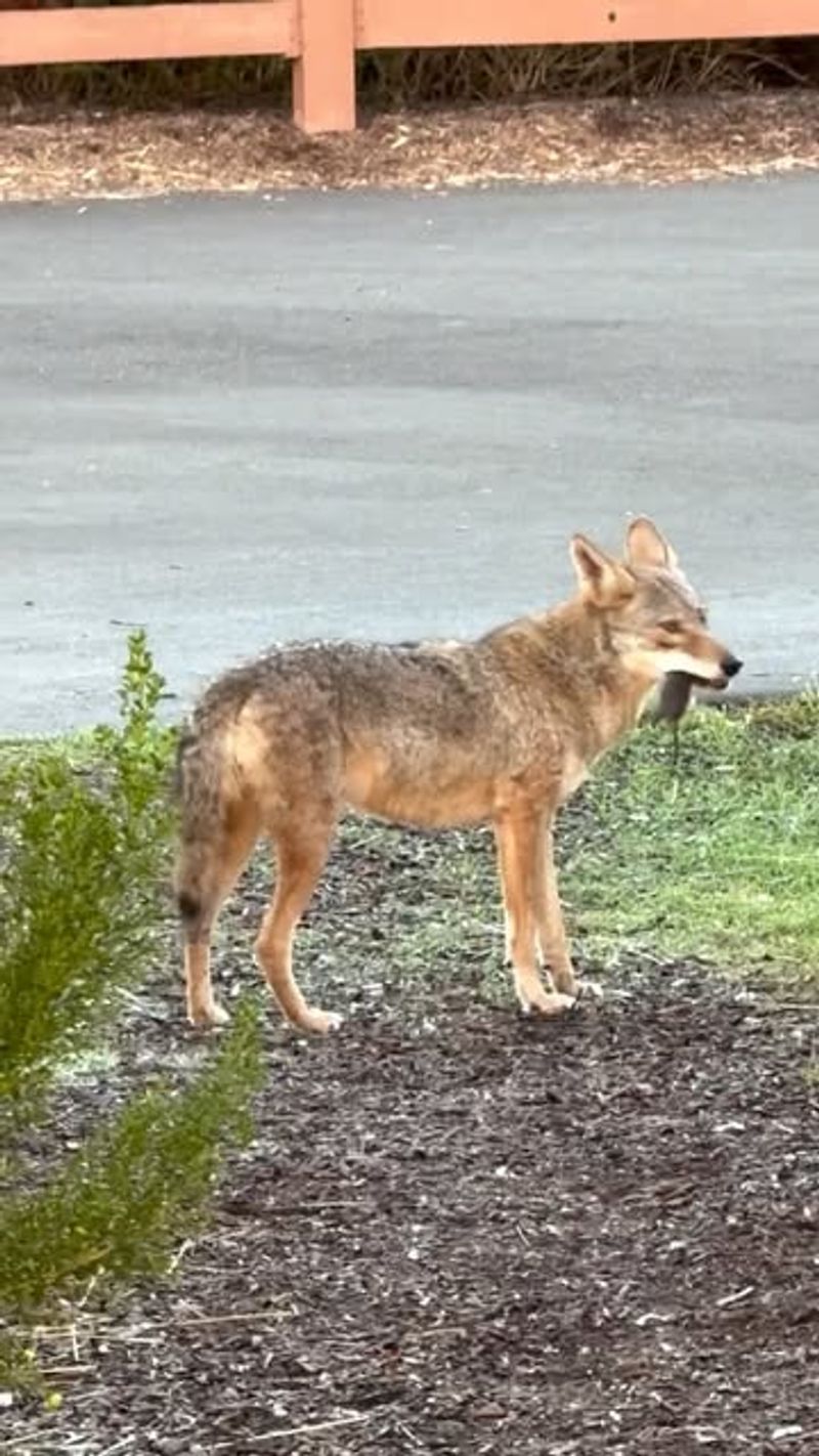 Spray Water From A Hose Or Sprinkler