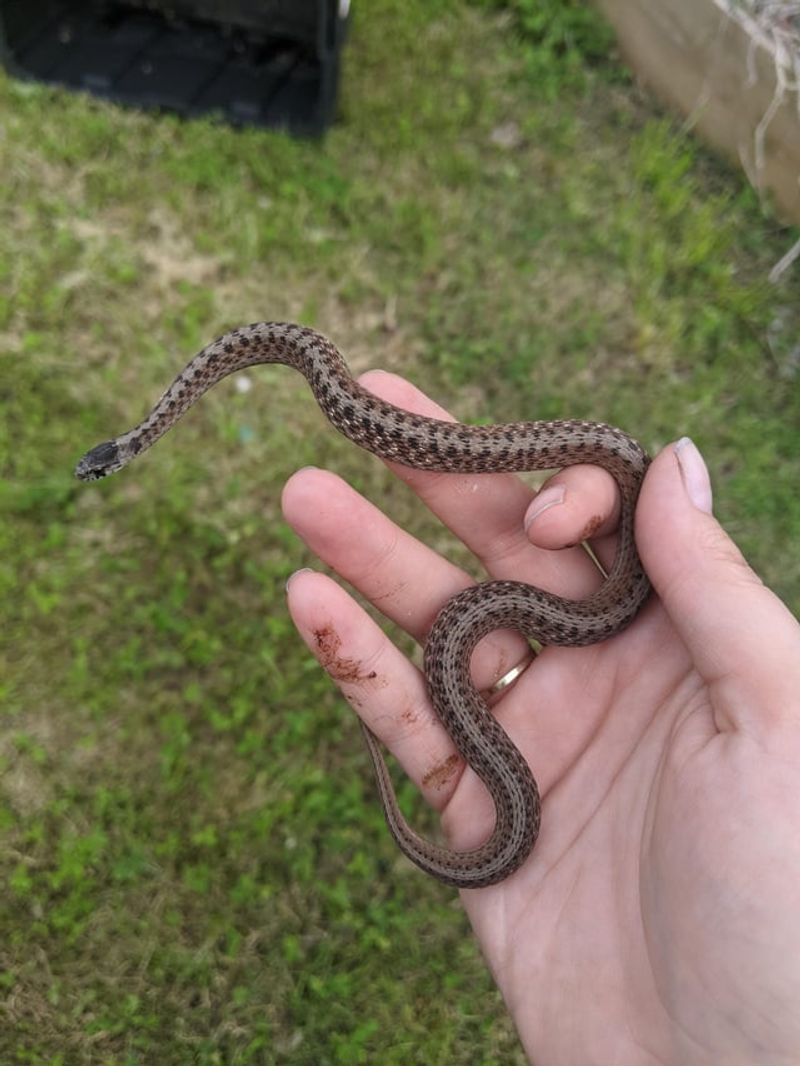 Texas Brown Snake
