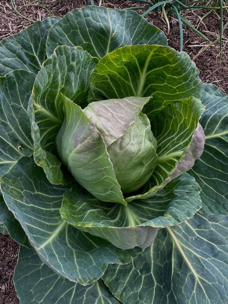 Cabbage