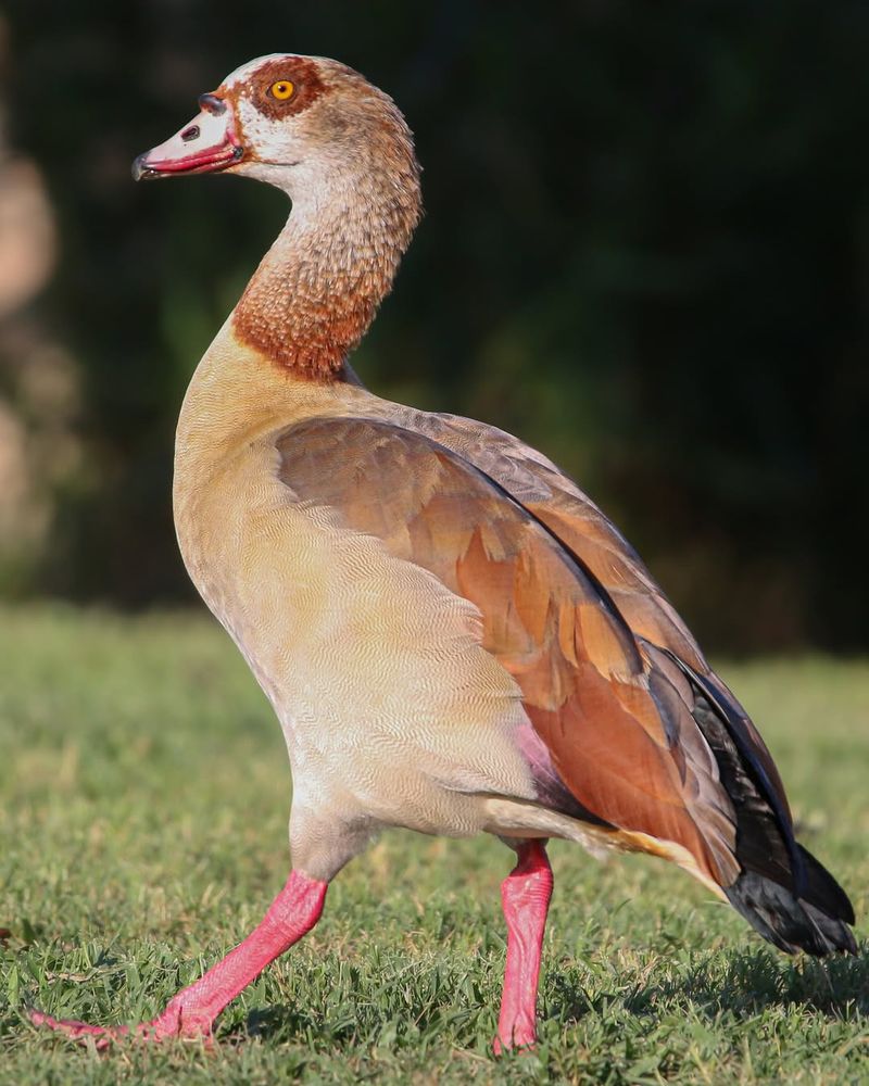 Egyptian Geese