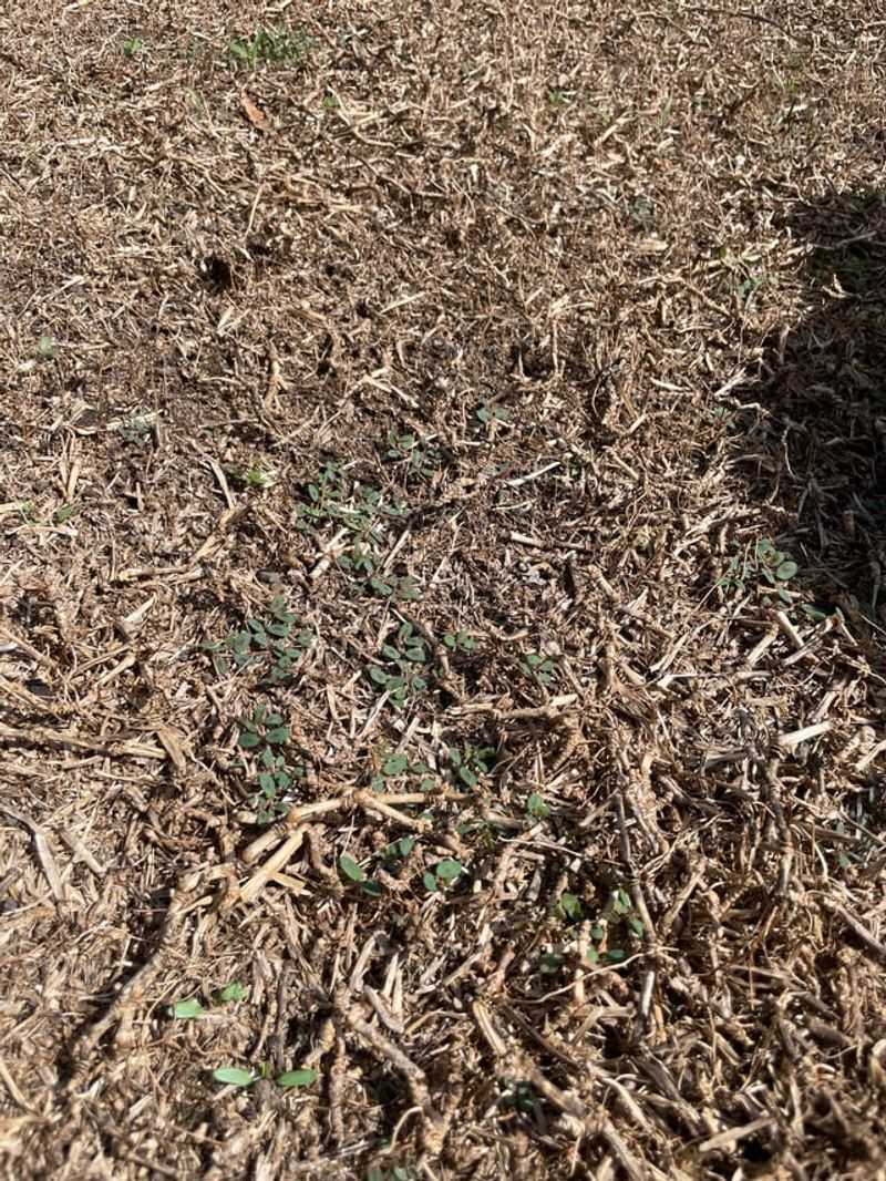 Winter Desiccation Damages Unprotected Blades