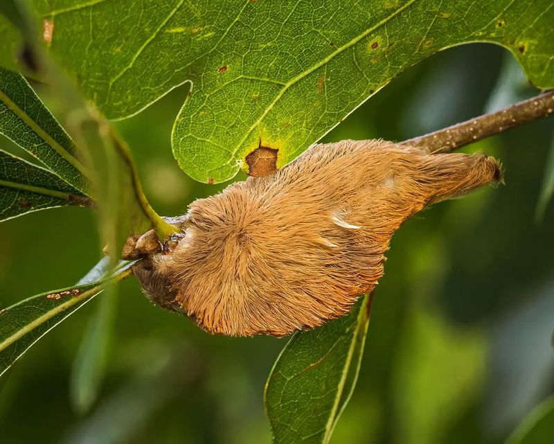 Southern Flannel Moth Caterpillar