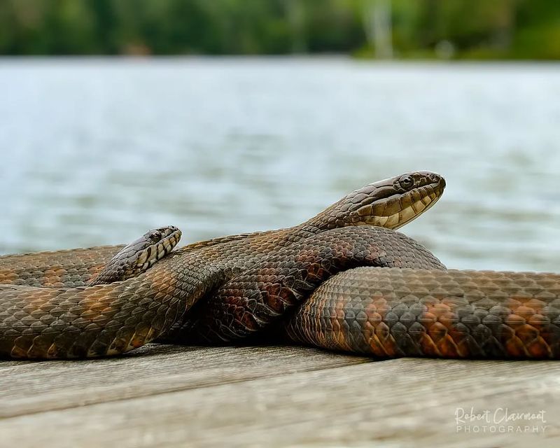 Northern Water Snake